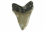 Serrated, Fossil Megalodon Tooth - North Carolina #308587-2